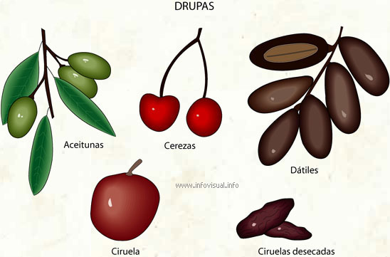 Drupas (Diccionario visual)